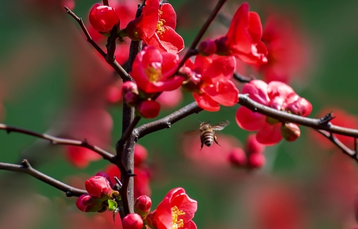 1628520438861639.jpg 貼梗海棠1.jpg