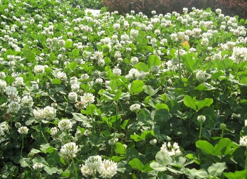 1628551852794285.jpg image.jpg