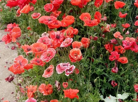 1628554303866729.jpg image.jpg