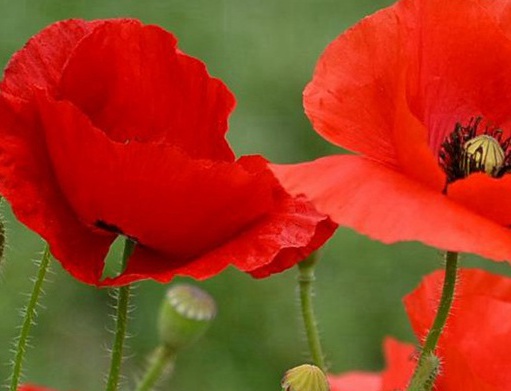 1628554381517504.jpg image.jpg