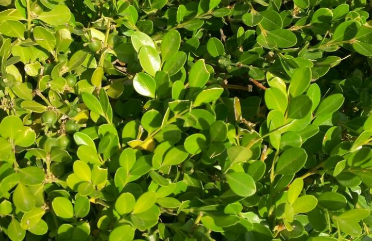 1628579764390107.jpg 黃楊2.jpg