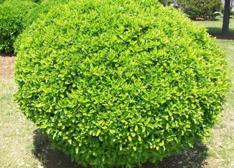 1628579787461029.jpg 黃楊3.jpg