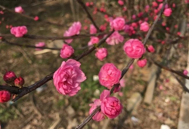 1628586415616313.jpg 1628586404(1).jpg