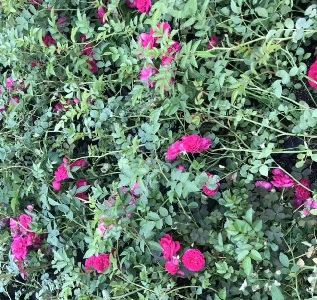 1628586542361961.jpg 1628586533(1).jpg