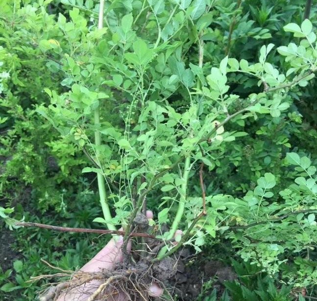 1628586566908004.jpg 1628586555(1).jpg