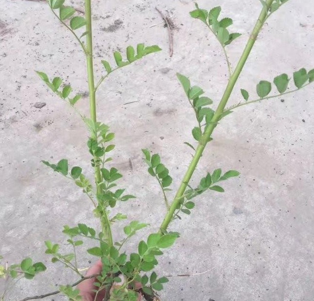 1628586642866480.jpg 1628586630(1).jpg