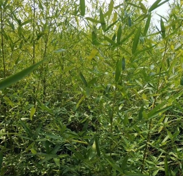 1628586841468239.jpg 1628586832(1).jpg