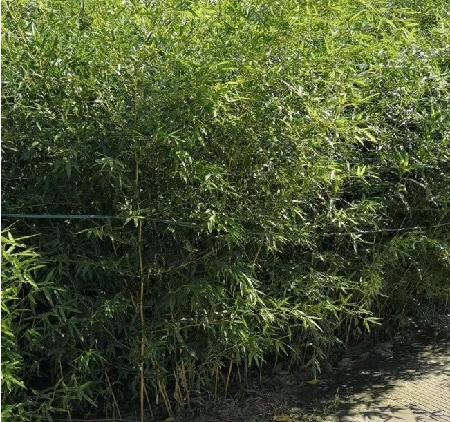 1628586859265593.jpg 1628586849(1).jpg