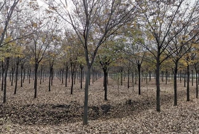 1628587135781223.jpg 1628587126(1).jpg