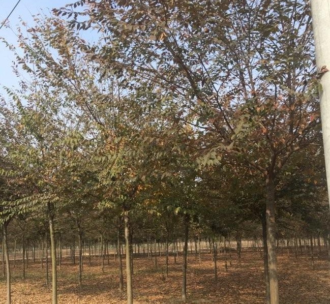 1628587160508106.jpg 1628587148(1).jpg