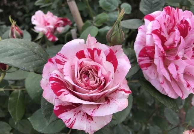 1628587999642157.jpg 1628587990(1).jpg