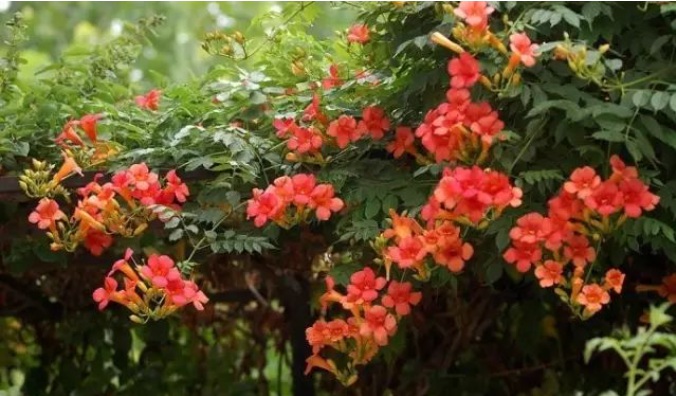 1628588395282239.jpg 1628588386(1).jpg