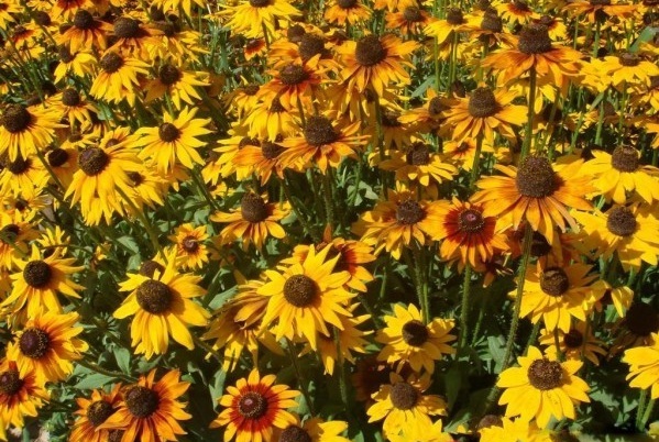 1628588564178638.jpg 1628588555(1).jpg