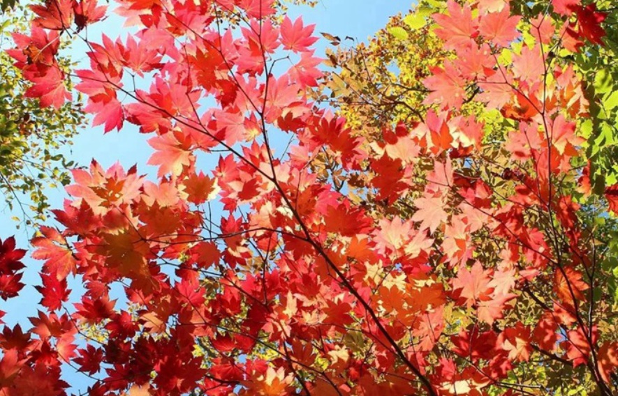 1628588697553661.jpg 1628588688(1).jpg