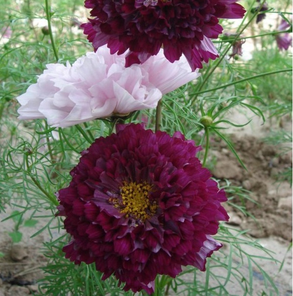 1628589258588672.jpg 1628589245(1).jpg