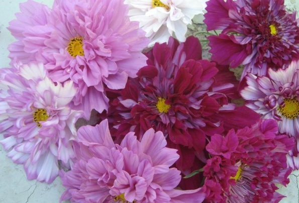 1628589274610521.jpg 1628589264(1).jpg