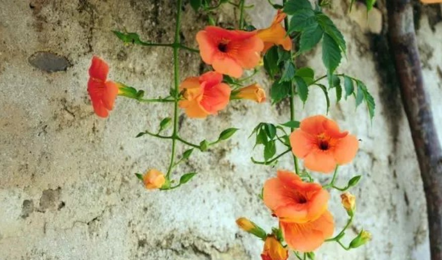 1628589776472361.jpg 1628589767(1).jpg