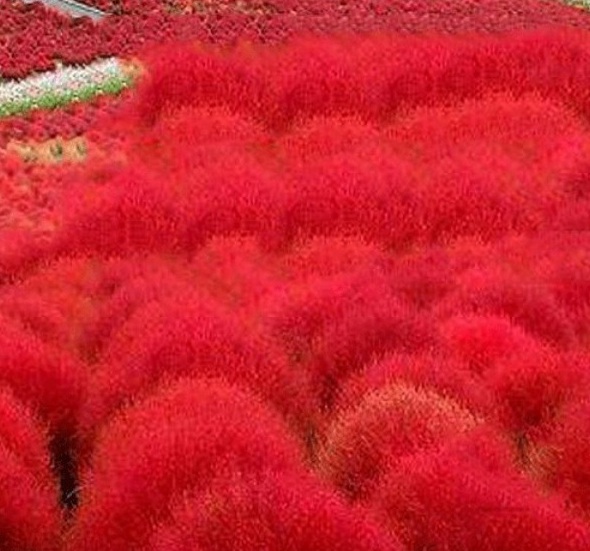 1628589893636291.jpg 1628589883(1).jpg