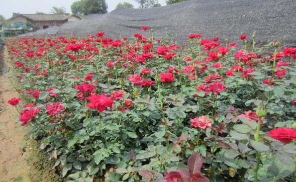 1628590164963171.jpg 1628590149(1).jpg