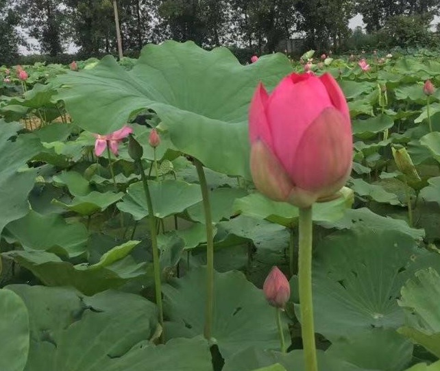 1628590332975826.jpg 1628590327(1).jpg