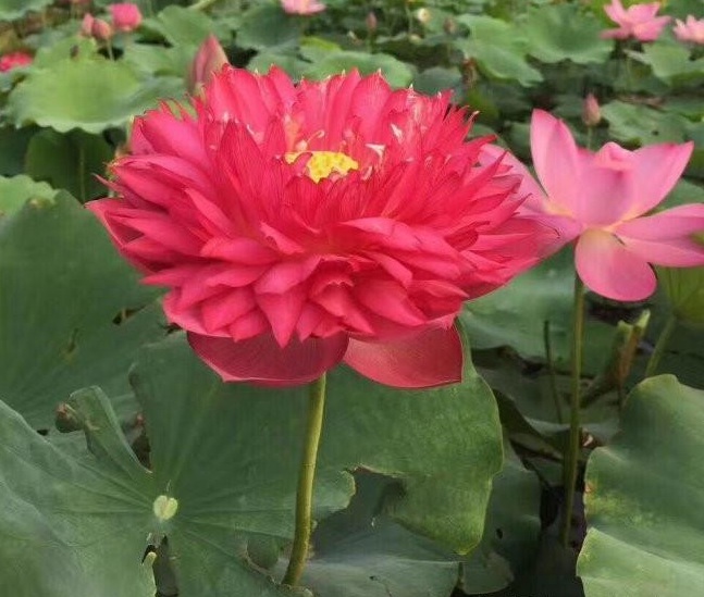 1628590353659697.jpg 1628590344(1).jpg