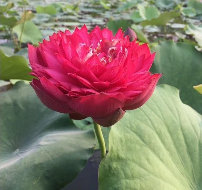 1628590368792055.jpg 1628590358(1).jpg