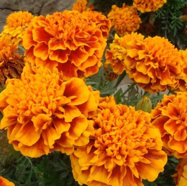 1628599691521660.jpg 1628599686(1).jpg