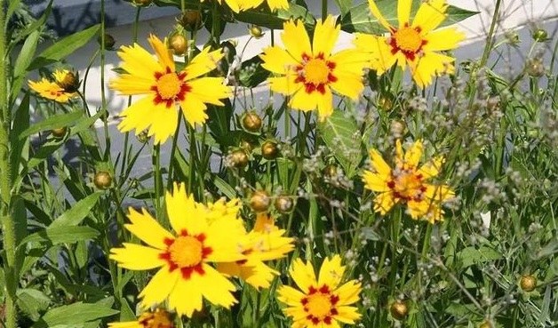 1628599826983024.jpg 1628599816(1).jpg