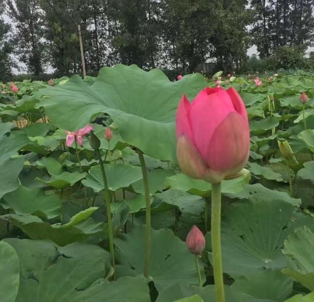 1628601016412504.jpg 1628601004(1).jpg