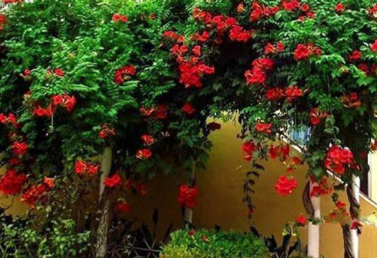 1628604261765403.jpg 凌霄花33333.jpg