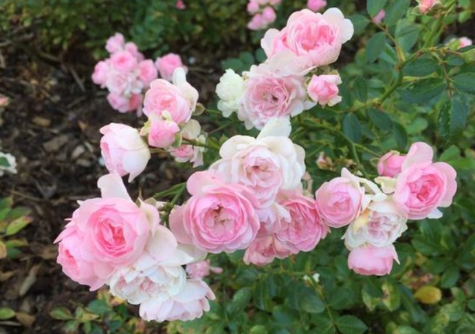 1628604687863068.jpg 月季花1.jpg