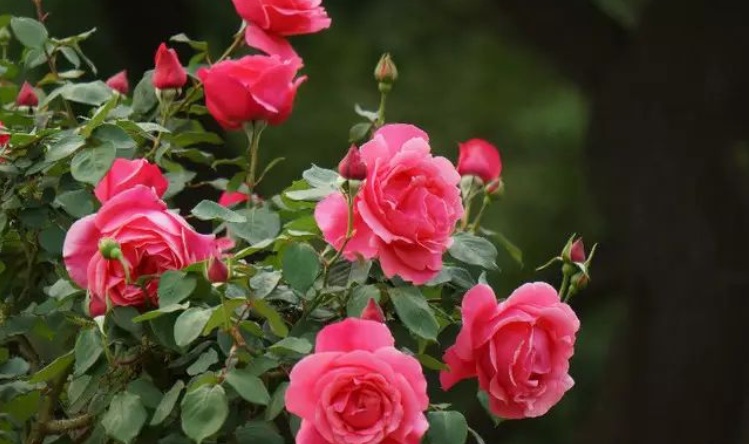 1628604714146716.jpg 月季花2.jpg