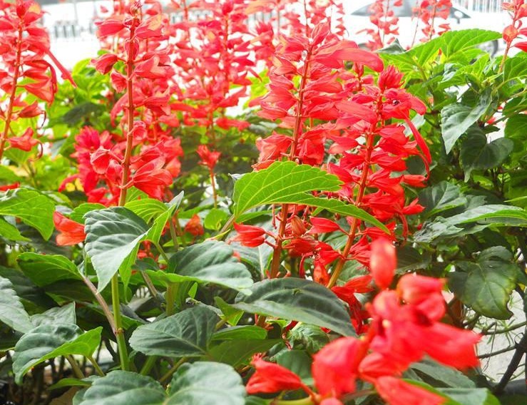 1628605273211665.jpg 一串紅2.jpg