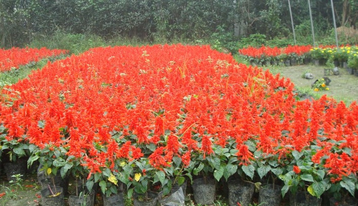 1628605291829086.jpg 一串紅3.jpg