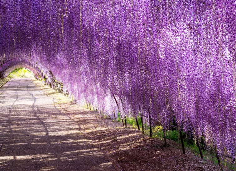 1628606016225804.jpg 紫藤花1414.jpg