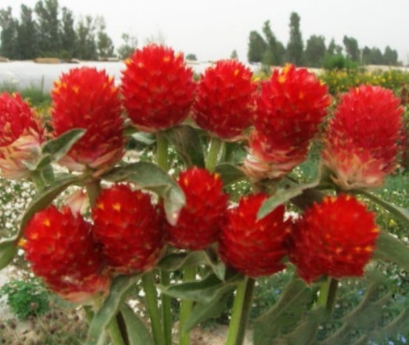 1628661403262535.jpg image.jpg