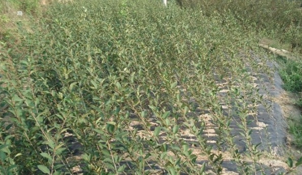 1628662261810419.jpg image.jpg