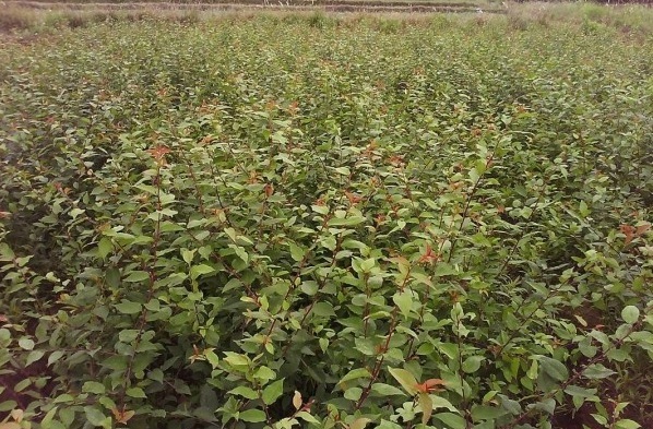 1628662271992447.jpg image.jpg