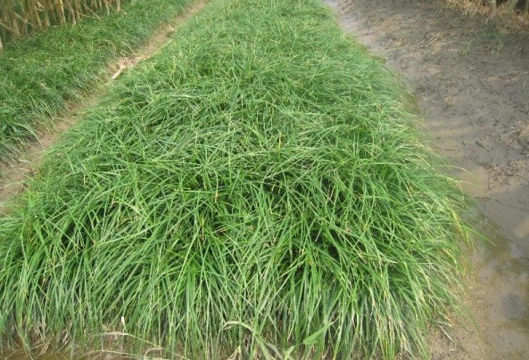 1628662433106254.jpg image.jpg