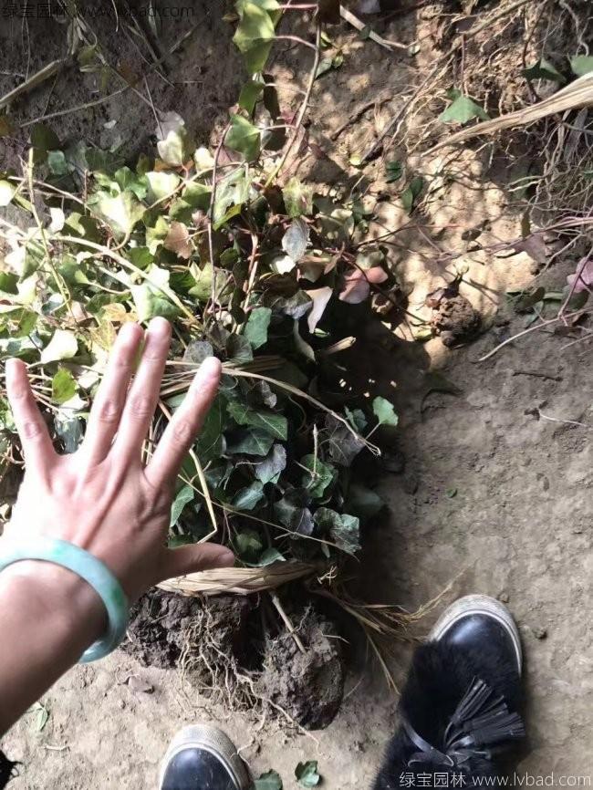 常春藤常青藤苗木藤本植物 常春藤常青藤苗木藤本植物