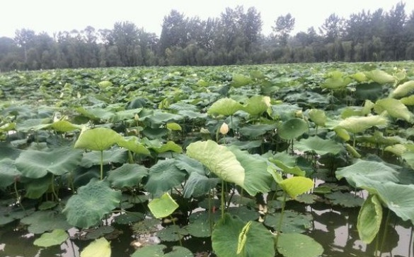 1628663750442239.jpg image.jpg