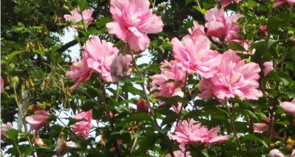 1628664387462206.jpg image.jpg