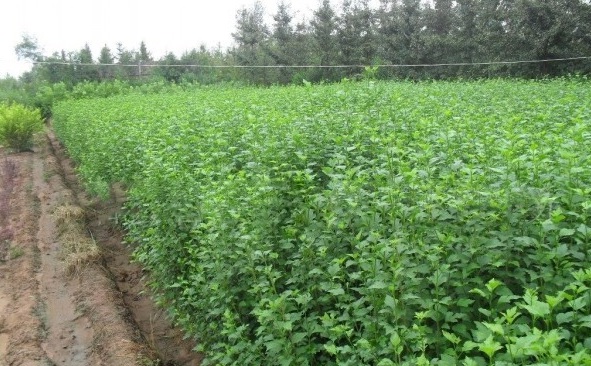 1628664403377975.jpg image.jpg