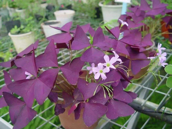 紫葉酢漿草 紫葉酢漿草