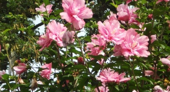 1628664751424201.jpg image.jpg