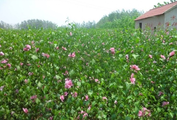 1628664766754944.jpg image.jpg