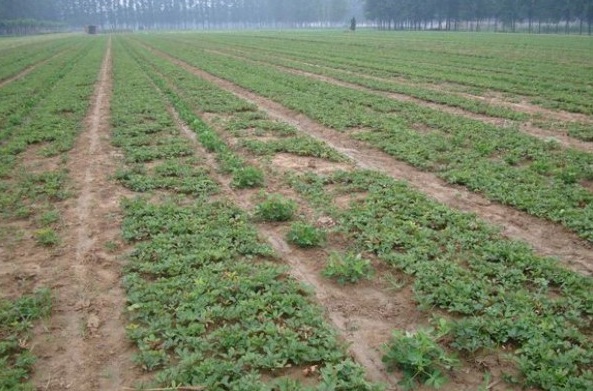 1628665592483390.jpg image.jpg