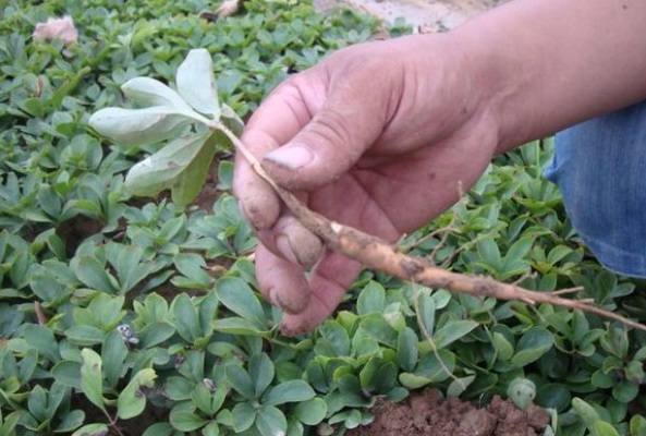 1628665608394873.jpg image.jpg