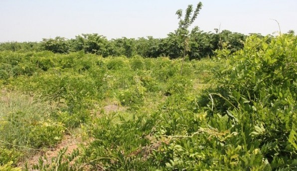 1628665744183493.jpg image.jpg