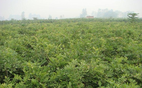 1628667203947347.jpg image.jpg